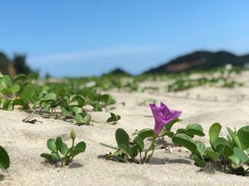 干海参大的贵还是小的贵_干海参大的贵还是小的贵呢